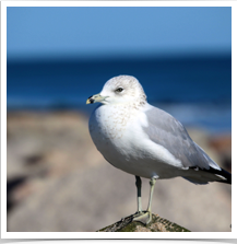 Ring Billed Gull - Perched